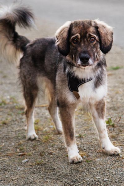 Nala steht und schaut aufmerksam in die Kamera.