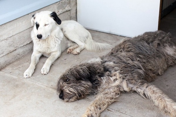 Osito liegt entspannt in seinem Käfig, neben ihm liegt ein großer grauer Hund.