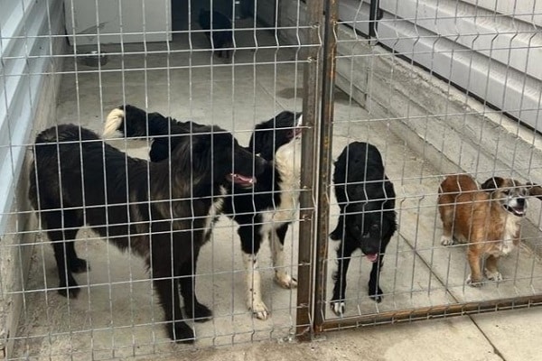 Hündin Karla steht mit drei anderen, größeren Hunden an der Zwingertür.