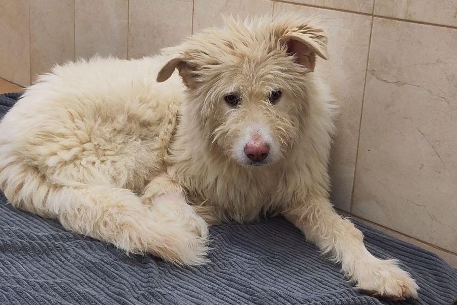 Simmi schaut freundlich und lieb in die Kamera und wartet sehnsüchtig auf ihr Für-Immer-Zuhause