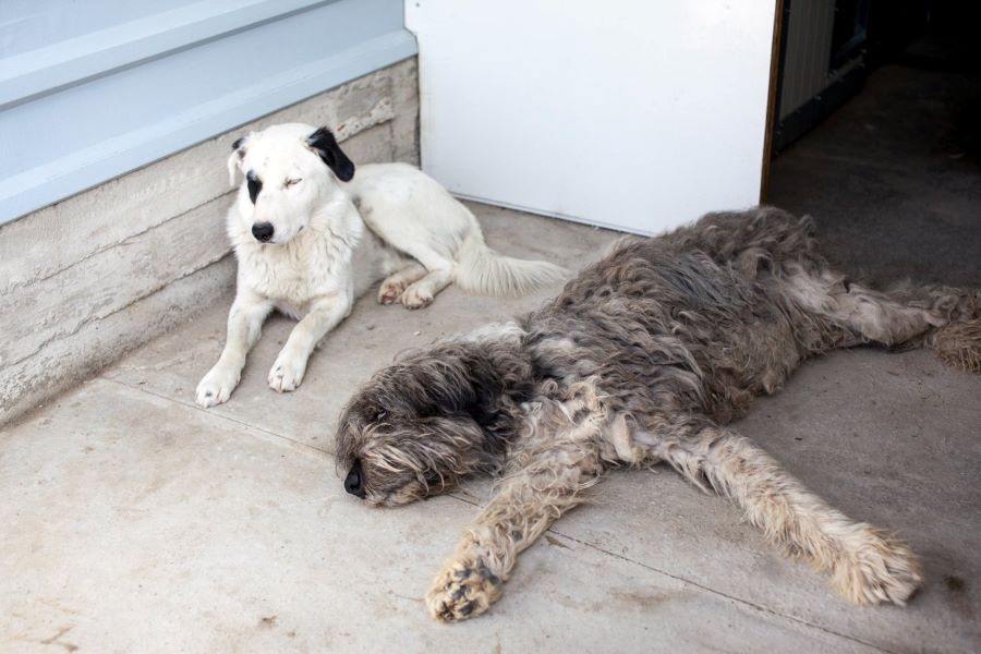 Rüde Drogo liegt mit einem anderen Hund auf dem Boden