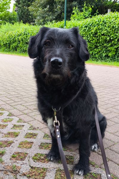 Tartufo sitzt draußen und schaut neugierig.