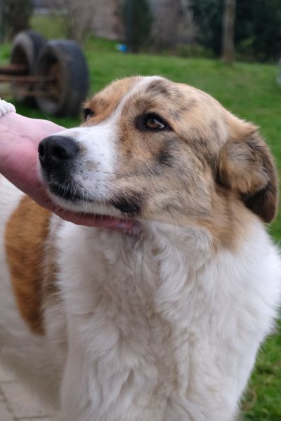 Hündin Baby wird unter dem Kinn gekrault.