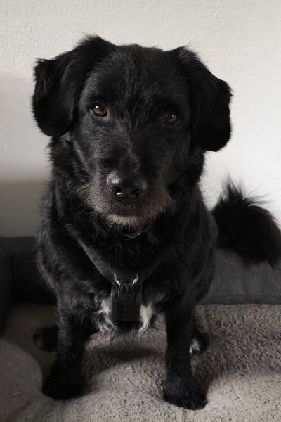 Tartufo sitzt und schaut aufmerksam in die Kamera.