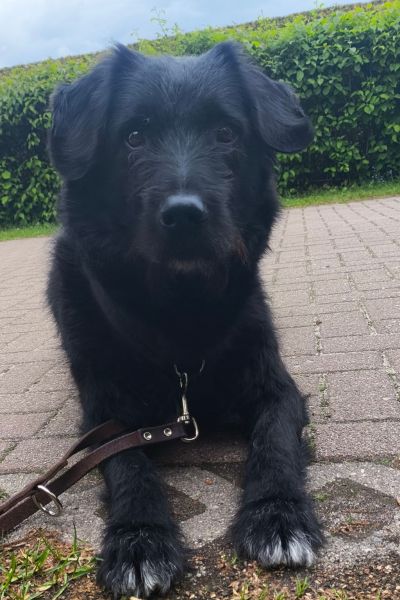 Tartufo schaut in die Kamera.