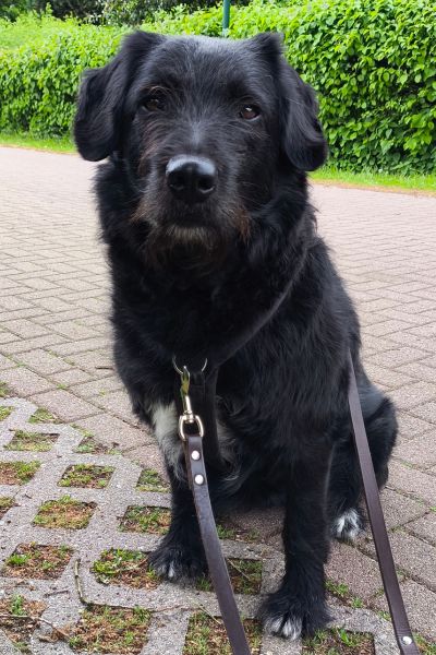 Tartufo schaut in die Kamera