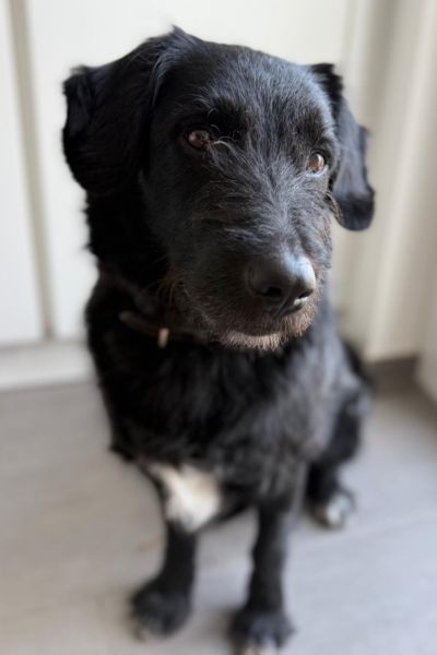 Tartufo sitzt und schaut zur Seite.