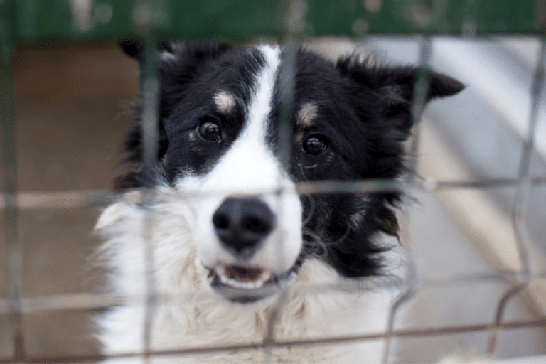Schwarz, weißer Hundekopf hinter Gittern und schaut in die Kamera.