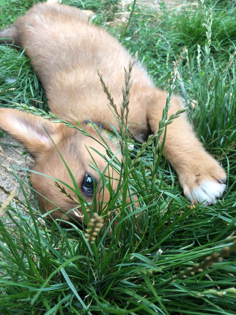 Welpe DUbi spielt im Gras