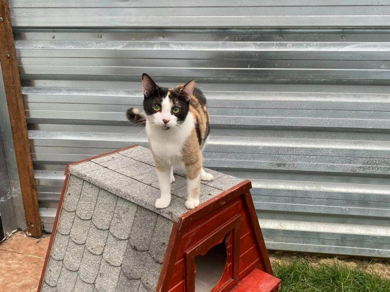 Katze sitzt auf einer Hütte im Tierheim