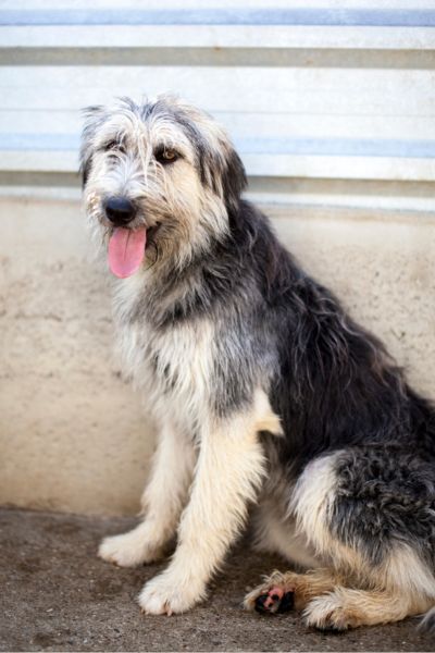 Der zottelige Rüde Ibano steht im Zwinger und schaut direkt in die Kamera