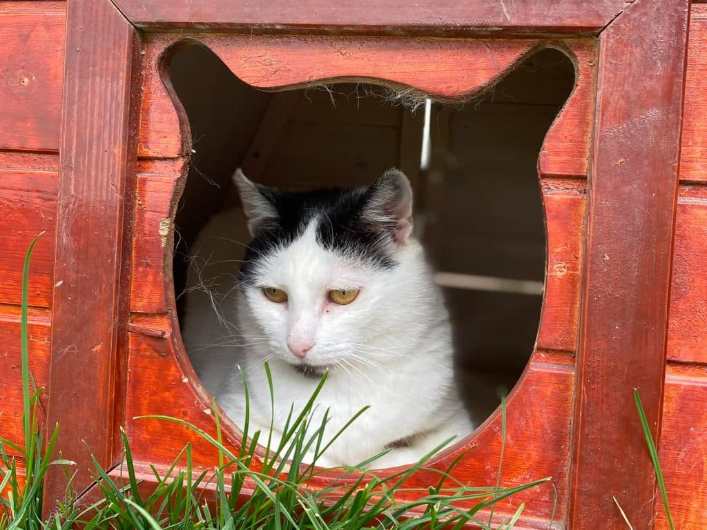 Katze sitzt in einer kleinen Hütte