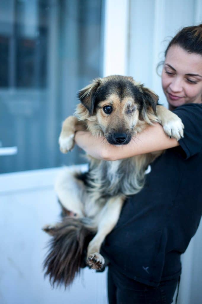 Hund Luke auf dem Arm einer Tierpflegerin