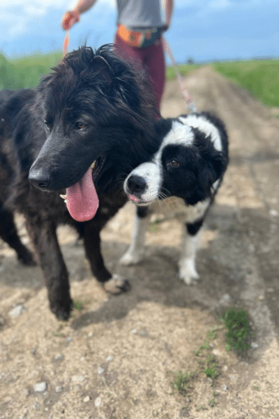 TEddy und ein anderer Hund beim Spazieren