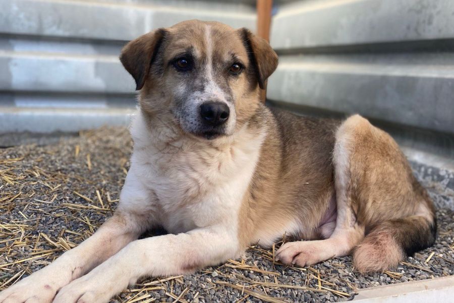 Hund sieht entspannt in die Kamera