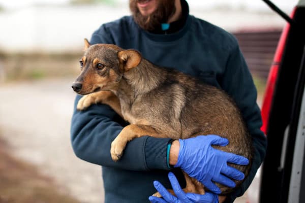 Hündin Kathi liegt auf dem Arm eines Tierpflegers
