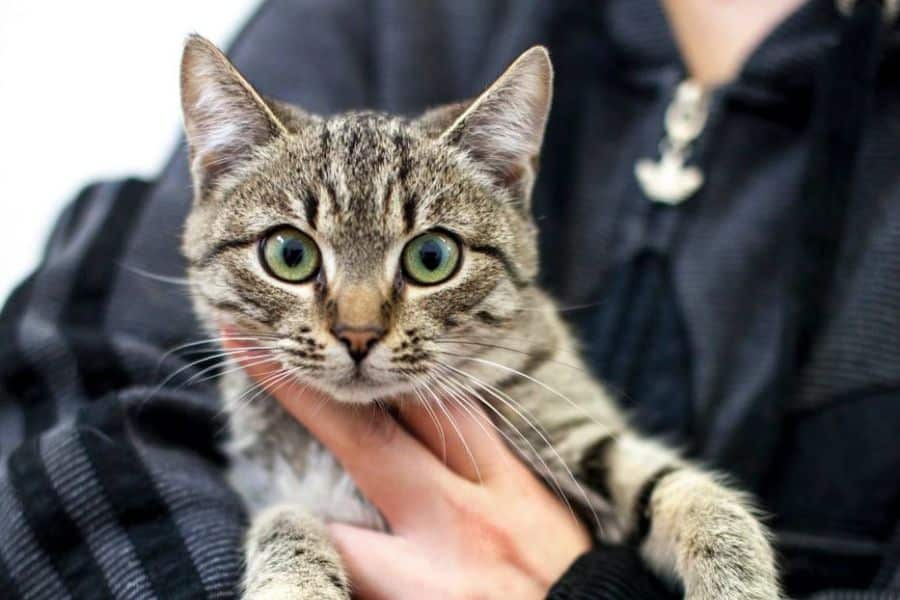 Die Katze Zerina ist auf dem Arm einer Tierpflegerin und guckt mit ihren großen Augen in die Kamera.