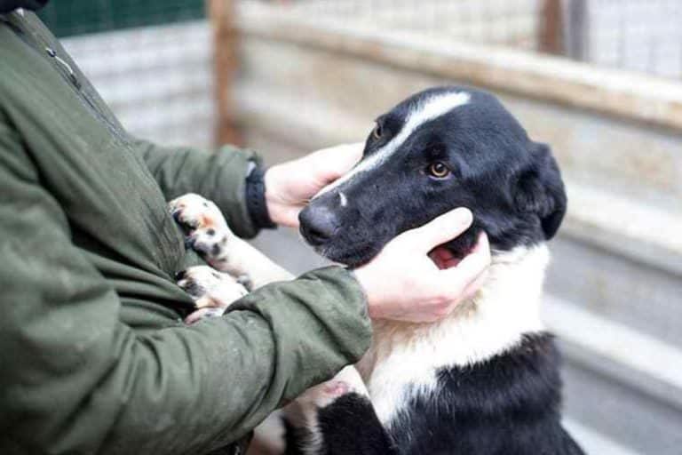Best HD Pictures about  Hunde Auf Pflegestellen Im Saarland  - No AI Images