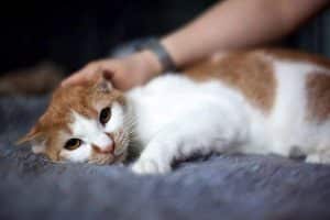 Vermittlungsablauf zum Thema "Katze aus dem Ausland adoptieren". Das Bild zeigt eine Katze auf einem Katzenbett, die gestreichelt wird.