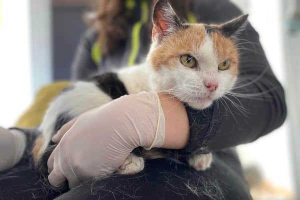 Katze Trixie auf dem Arm eines Pflegerin