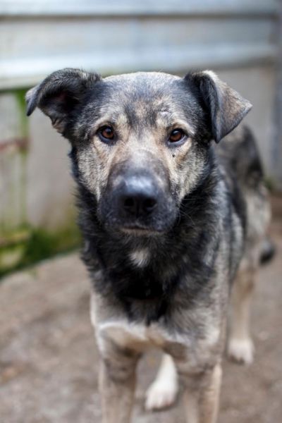 Rüde Tesoro schaut freundlich in die Kamera.