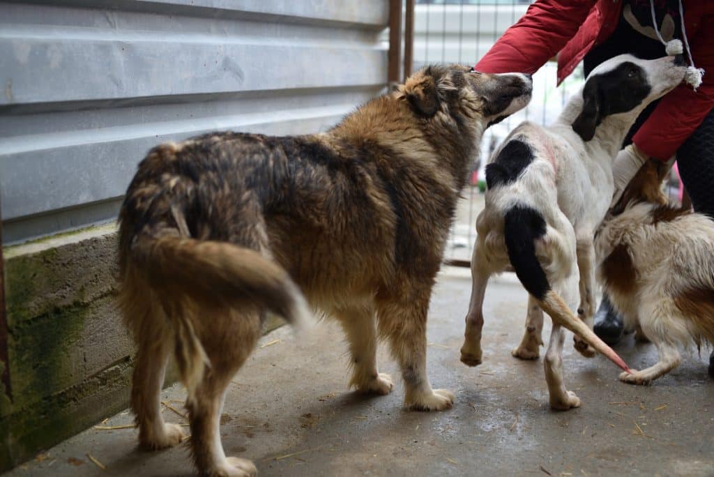 Hündin-Malou-wird-gestreichelt-neben-anderen-Hunden-Hunderettung-Europa