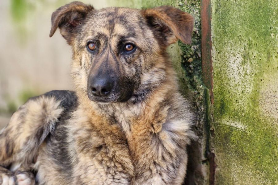 RIad schaut in die Kamera