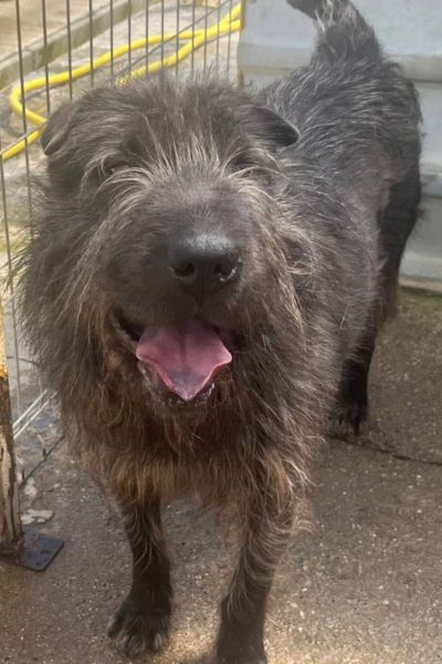 Rüde sieht freundlich in die Kamera