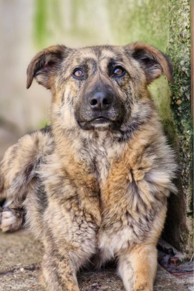Riad liegt im Zwinger und schaut noch oben in die Kamera