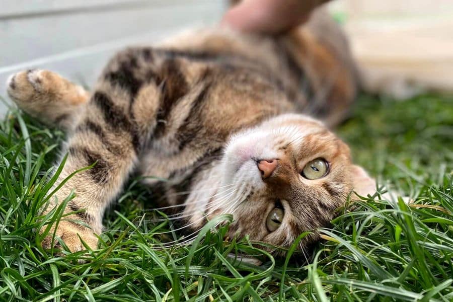 Minze, eine Katze aus dem Ausland, liegt im Gras und lässt sich kraulen.