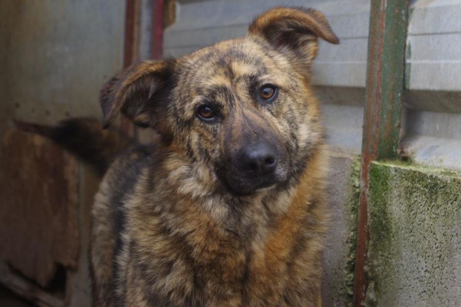 Riad legt den Kopf schräg