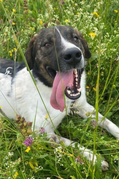 Bruce liegt in einer Blumenwiese und seine Zunge hängt raus.