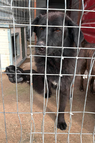 Joono steht in seinem Shelter, hält die Pfote ans Gitter und schaut traurig zur Kamera