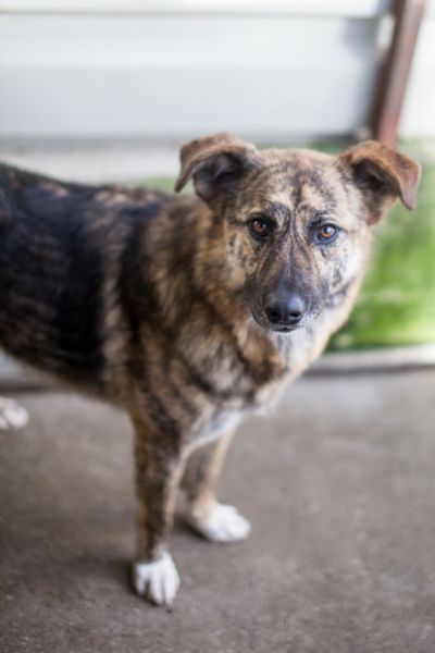 Fellnase Riad schaut in die Kamera.