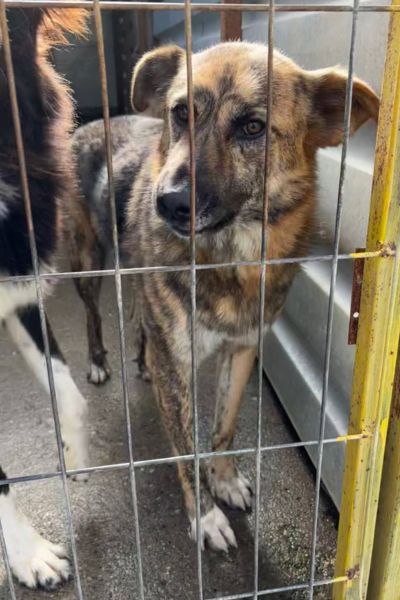 Fellnase Riad hinter Gittern.