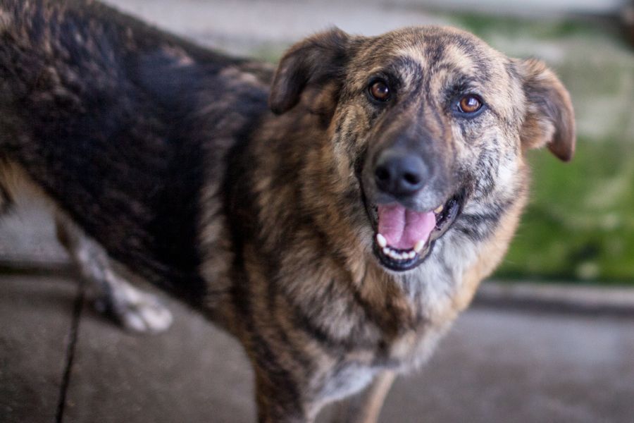 Fellnase Riad schaut in die Kamera.