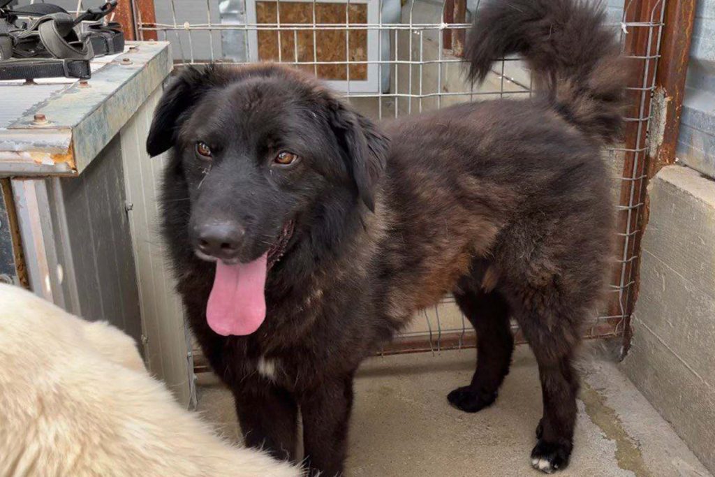 Der schwarze Joono steht im Zwinger und schaut freundlich in die Kamera.