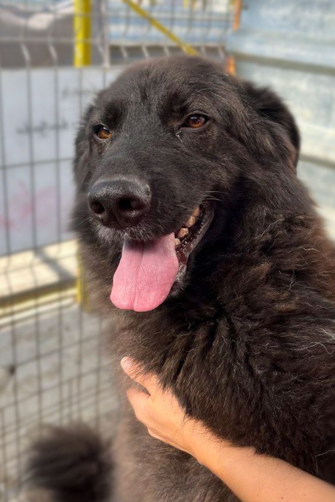 Der schwarze Joono sitzt im Zwinger, wird an der Brust gestreichelt und schaut freundlich knapp an der Kamera vorbei.