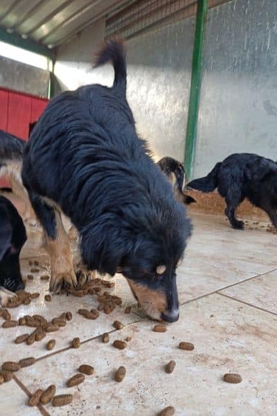 Hündin Fini frisst Hundefutter vom Boden