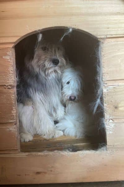 Elija versteckt sich gemeinsam mit einem anderen Hund in ihrer Hütte.