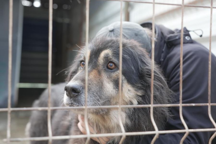 Die braun-schwarze Hündin Hope schaut mit großen Augen in die Kamera.