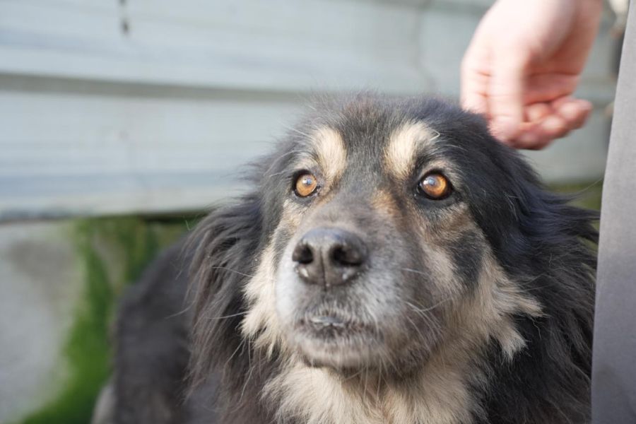 Die braun-schwarze Hündin Hope schaut mit großen Augen in die Kamera.