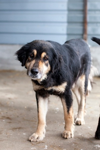 Schwarzer Hund mit cremefarbenen Abzeichen um die Schnauze, Brust und Beine steht in seinem Zwinger und schaut in die Kamera