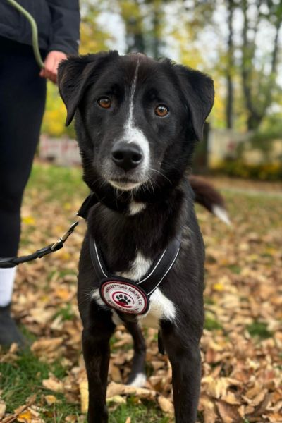 Zeus schaut aufmerksam in die Kamera.