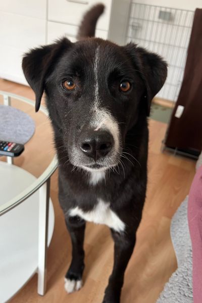 Zeus schaut hoffnungsvoll in die Kamera.