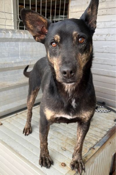 Schwarz, brauner Hund steht auf einer Box und schaut in die Kamera.