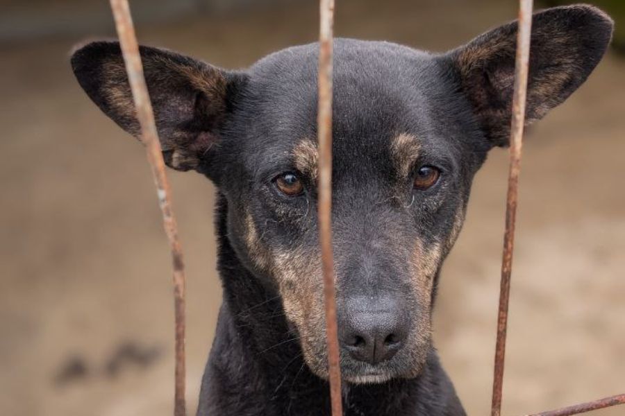 Schwarz, brauner Hund steht hinter Gittern und schaut in die Kamera.