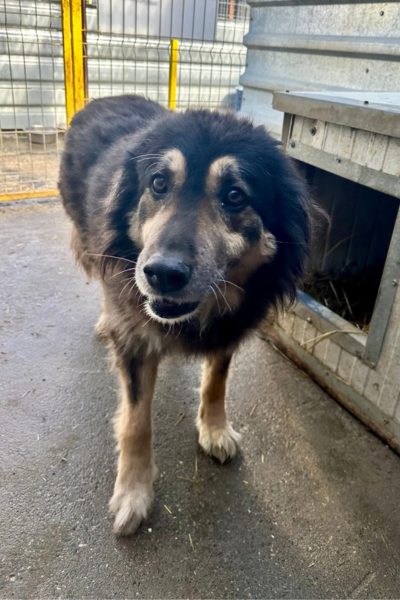 Hündin mit dunkelbraun-beigem Fell schaut in die Kamera.