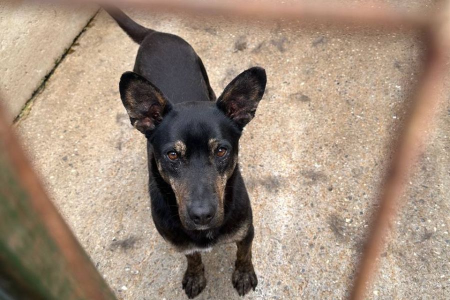 Schwarz, brauner Hund schaut hoch in die Kamera.