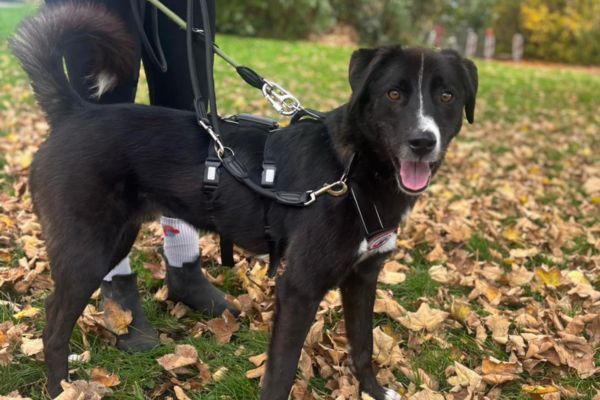 Zeus schaut aufmerksam in Richtung Kamera.